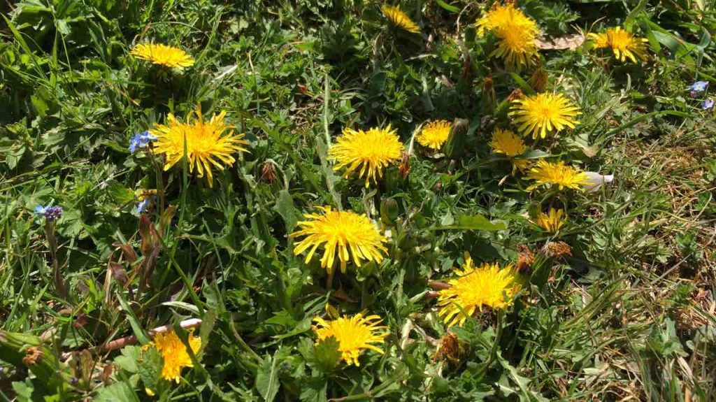 can guinea pigs eat dandelion